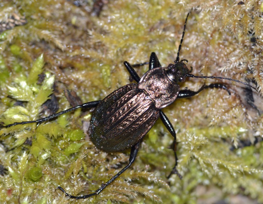 Carabus cancellatus, maschio